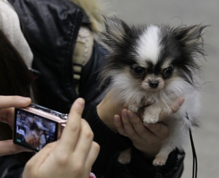 Illustration for article titled Cuteness Explosion: Welcome To The Asian International Dog Show